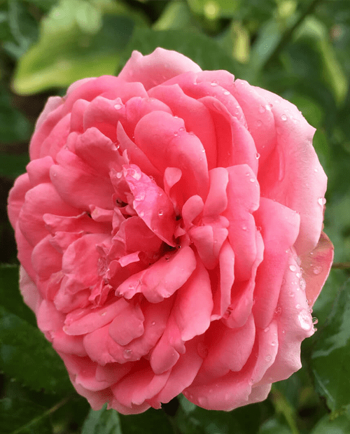 Роза флорибунда Кимано (корневая окс) 1 год фото-0
