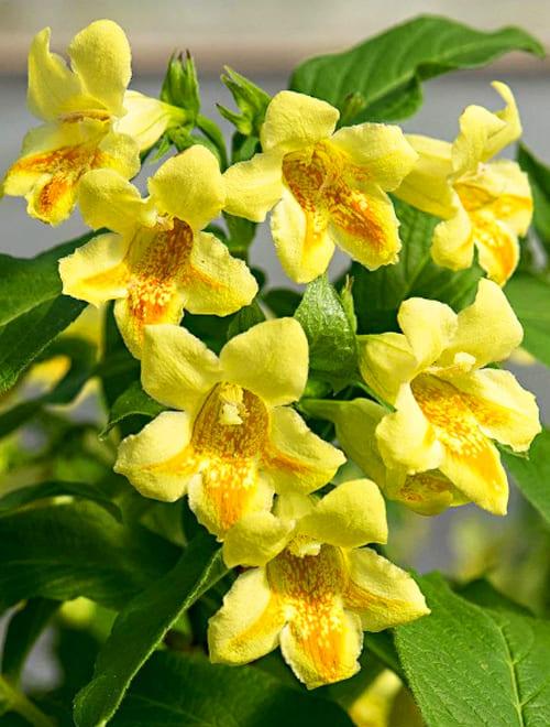 Вейгела цветущая ярко-желтая "Миддендорфа" (Middendorffiana) (контейнер p9) 1 год фото-0