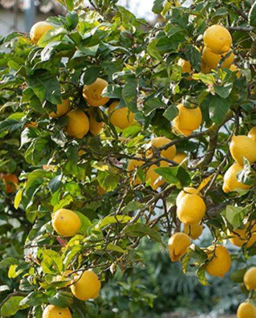 Лимон "Урман" (ремонтантный, устойчивый к заболеваниям сорт) фото-1