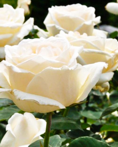 Роза чайно-гибридная Боинг белая (саженец класса АА+) высший сорт фото-1