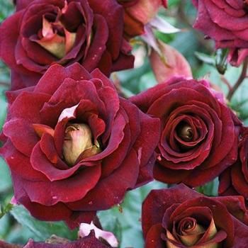 Роза флорибунда  темно-красная "Эдди Мидчелл" (саженец класса АА+) высший сорт