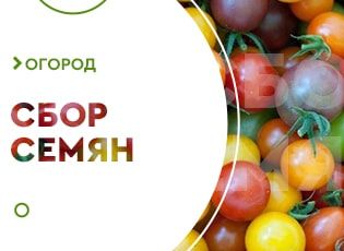 Как собрать семена помидор