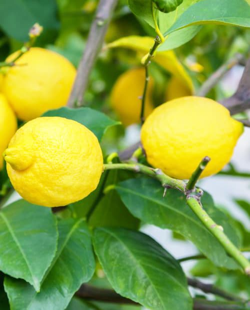 Лимон "Юбилейный" (крупноплодный сорт) (корневая окс) фото-2