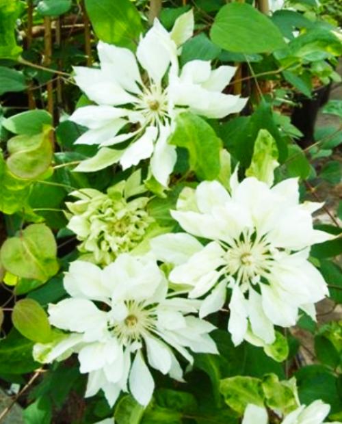 Клематис махровый Юкиокоши (Yukiokoshi) белый (повторноцветущий сорт) (корневая окс) фото-2