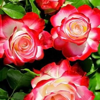 Роза флорибунда красно-белая "Юбилей С.Питербур" (саженец класса АА+) высший сорт