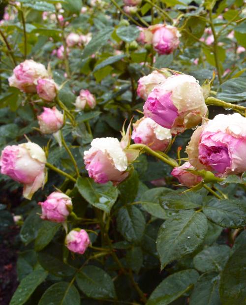 Роза чайно-гибридная зеленовато-розовая "Джим" (саженец класса АА+) высший сорт фото-2