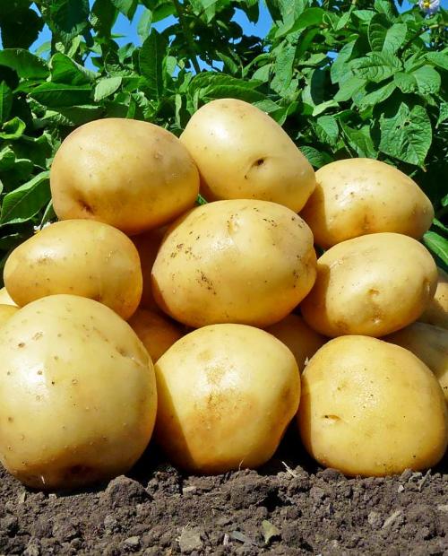 Семенной картофель "Аризона" 1 кг фото-0