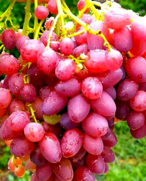 Виноград ярко-розовый "Велес" (кишмиш, сверхранний срок созревания) фото-3