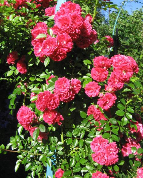 Роза плетистая нежно розовая с малиново-сиреневым оттенком"Маэстро" (Maestro) (самый обильно цветущий сорт) фото-2
