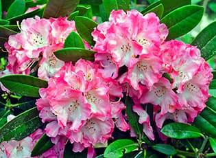 Рододендрон: цветущая сказка в саду