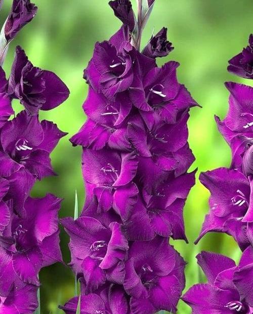 Гладиолус крупноцветковый "Пёрпл Флора" (Purple Flora) 3шт в упаковке фото-0