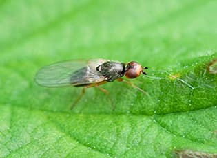 Морковная муха: способы борьбы