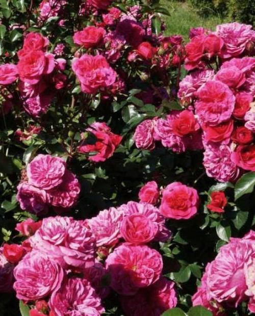 Роза флорибунда малиново-красная "Сангрия" (саженец класса АА+) высший сорт фото-2