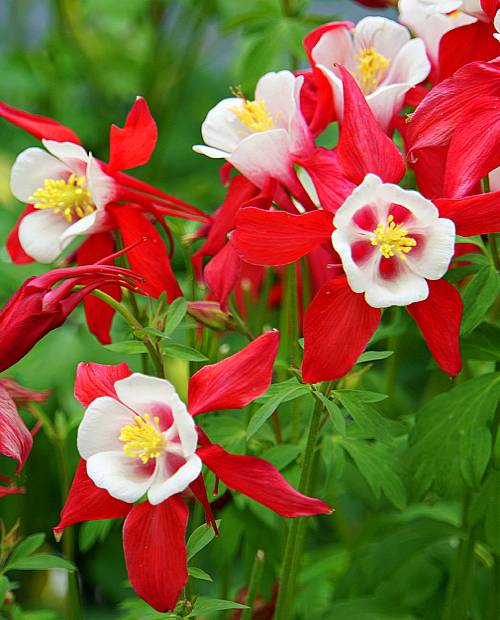 Аквилегия Кримсон Стар (Crimson Star) 1 шт в упаковке (корневая окс) фото-0