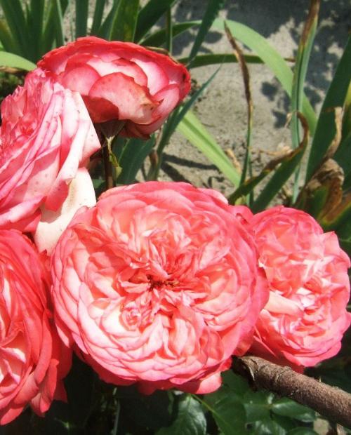 Роза английская розовая "Антик" (Antike) (саженец класса АА+) высший сорт фото-3