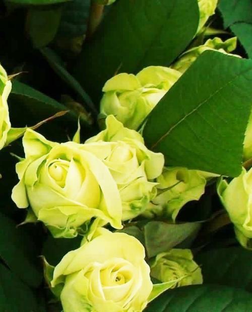 Роза чайно-гибридная лимонная с зеленым оттенком "Взгляд Луизы" (Louise's look) (саженец класса АА+, высокорослый сорт) фото-3