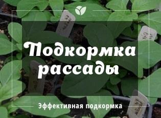 Действенная подкормка для рассады: как ее приготовить