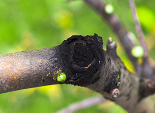 Борьба с черным раком на яблоне: эффективные методы