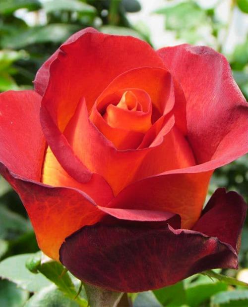 Роза чайно-гибридная Кофе Брейк коричневая (саженец класса АА+) высший сорт фото-3