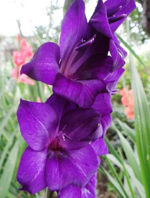 Гладиолус крупноцветковый "Пёрпл Флора" (Purple Flora) 3шт в упаковке фото-1