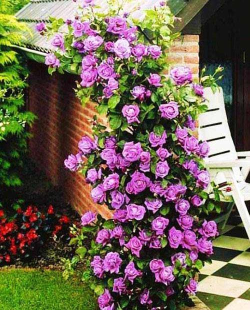 Роза плетистая Индиголетта фиолетовая (саженец класса АА+) высший сорт фото-0