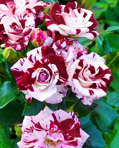 Роза спрей Маршмеллоу (Marshmallow) бело-бордовая (саженец класса АА+, премиальный морозостойкий сорт)