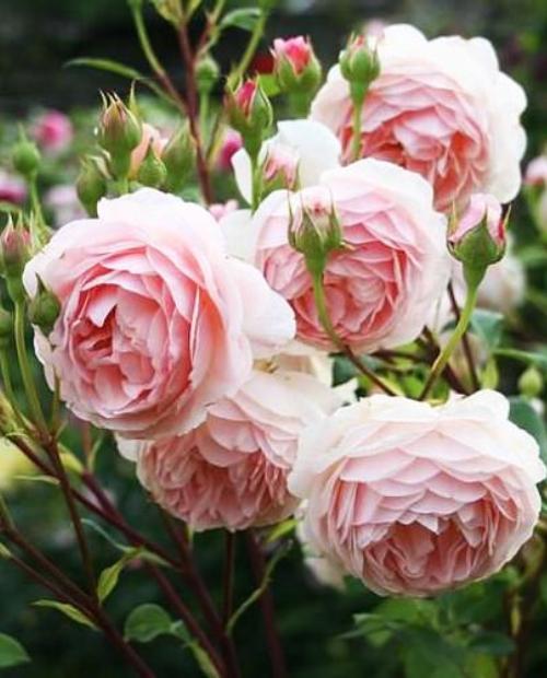 Роза английская Виктория светло-розовая (саженец класса АА+) высший сорт фото-3