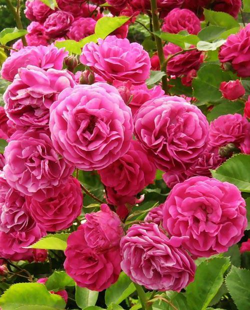 Роза флорибунда ярко-розовая "Леонардо да Винчи" (саженец класса АА+) высший сорт фото-