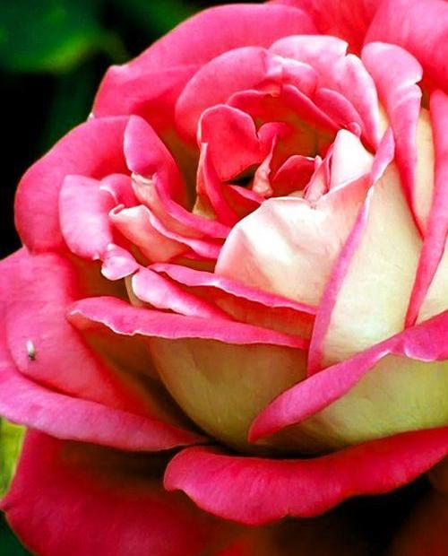Роза плетистая бело-красная "Седая Дама" (саженец класса АА+) высший сорт фото-