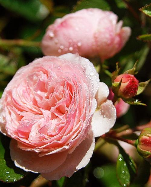 Роза флорибунда нежно-розовая "Мария Тереза" (саженец класса АА+) высший сорт фото-3