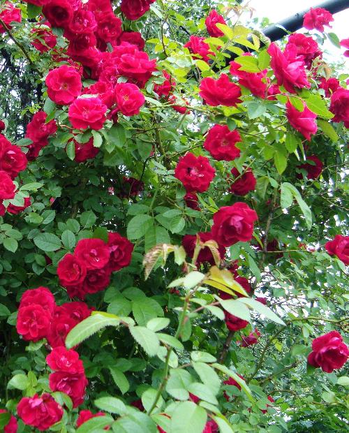 Роза плетистая Сантана ярко-красная (саженец класса АА+) высший сорт фото-1