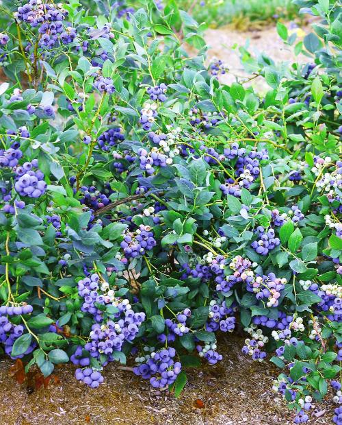 Голубика фиолетово-черная (садовая черника) "Дрейпер" (ранний срок созревания) фото-2