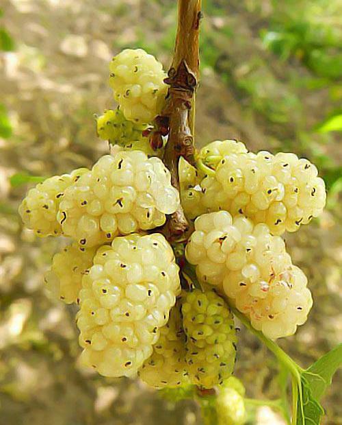Шелковица белая крупноплодная "Медовая" (средний срок созревания) фото-0