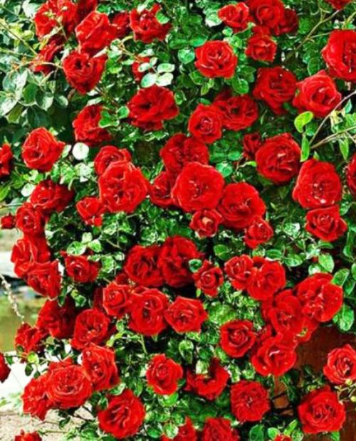 Роза плетистая ярко-красная "Ван Лав" (One Love) (саженец класса АА+, премиальный сорт, подходит для живой изгороди) фото-1
