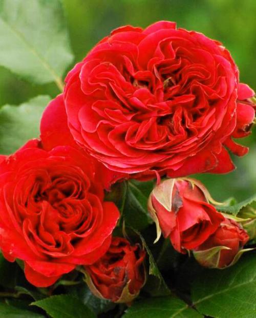 Роза флорибунда красная "Ред Леонардо да Винчи" (саженец класса АА+) высший сорт фото-3