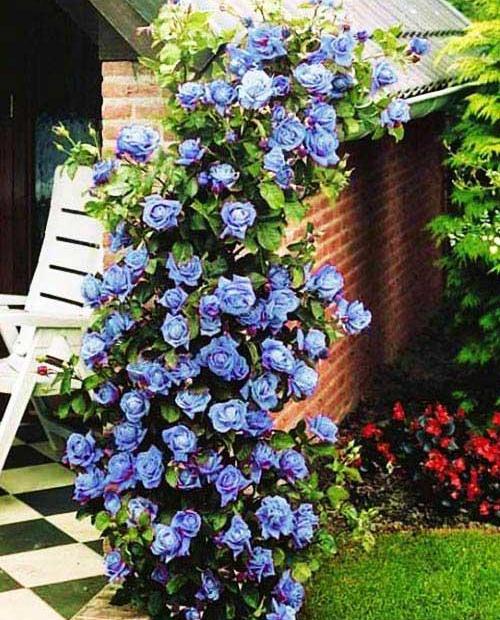 Роза плетистая Блю Мун голубая (саженец класса АА+) высший сорт фото-0