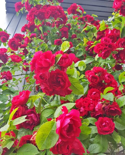 Роза плетистая Фламентанц алая (саженец класса АА+) высший сорт фото-2