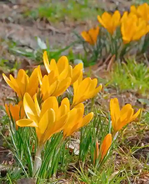 Крокус Голден Йеллоу (Golden Yellow) ботанический 5шт в упаковке (размер 7\8) фото-2