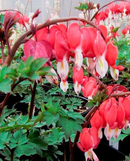 Дицентра великолепная (Dicentra spectabilis) 1шт в упаковке фото-0