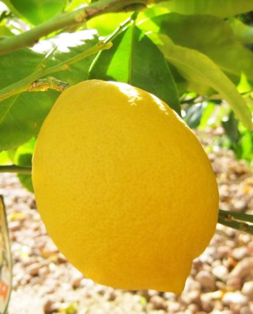 Лимон "Урман" (ремонтантный, устойчивый к заболеваниям сорт) фото-2