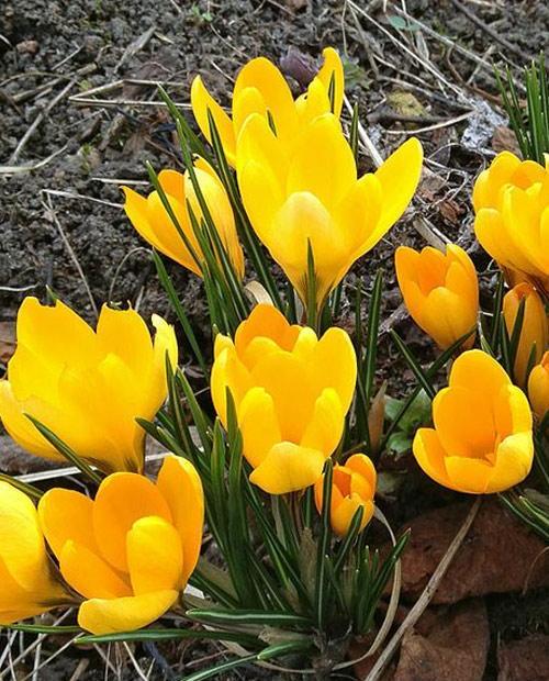 Крокус Голден Йеллоу (Golden Yellow) ботанический 5шт в упаковке (размер 7\8) фото-0