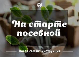 Полная инструкция, как сеять семена на рассаду