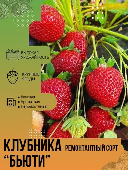 Клубника "Бьюти" (ремонтантный сорт) 5шт фото-1