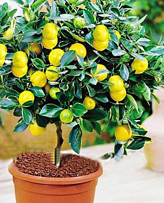 Лимон Павловский (сорт кустовидных, может цвести круглый год)
