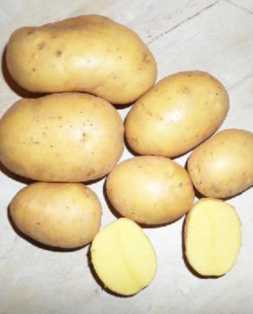 Семенной картофель Вега 1кг фото-2