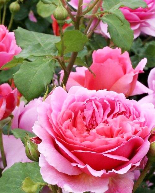 Роза шраб Принцесса Александра розовая (саженец класса АА+) высший сорт фото-1