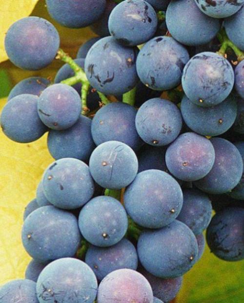 Виноград синий "Кардинал" (столово-изюмный сорт, супер-ранний срок созревания) фото-2