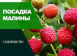 Посадка ремонтантной малины весной