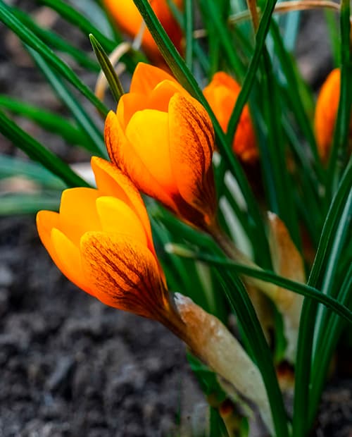 Крокус ботанический "Оранж Монарх" (Orange Monarch) 5шт в упаковке (размер 5/+) фото-1