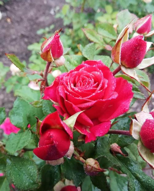 Роза спрей малиново-розовая "Мирабель" (саженец класса АА+) высший сорт фото-1
